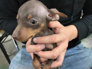 チョコピン!! 犬の販売 3388