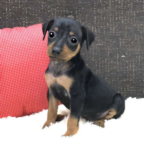 ベビーフェイスの乙女ちゃん 犬の販売 3389
