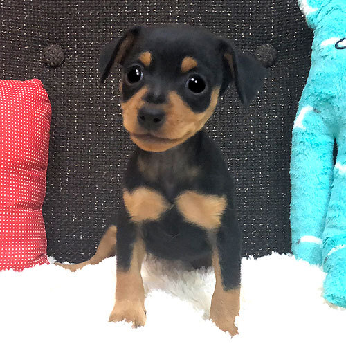 天使の様なプリティーフェイスの女の子 犬の販売 3390