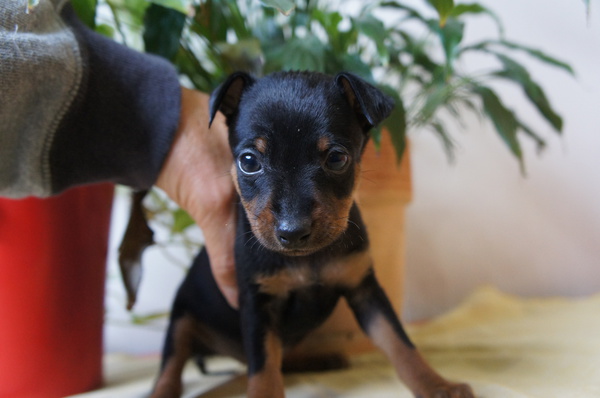 可愛いブラックタン兄妹★ご見学大歓迎〜!! 犬の販売 3393