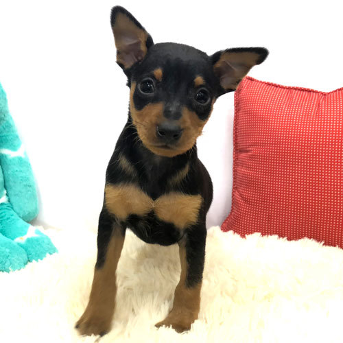 癒し系フェイスのミニピン君 犬の販売 3397