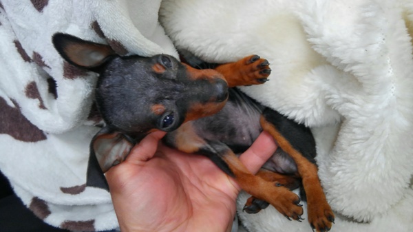 可愛らしい男の子 犬の販売 3398
