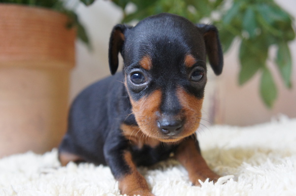 ブラックタンとレッドの可愛い4兄妹★ご見学ください 犬の販売 3401