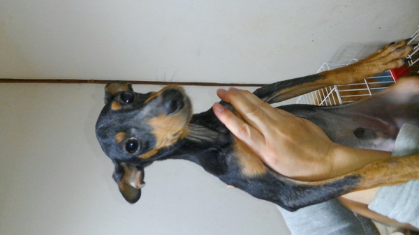 お問い合わせありがとうございました 犬の販売 3404