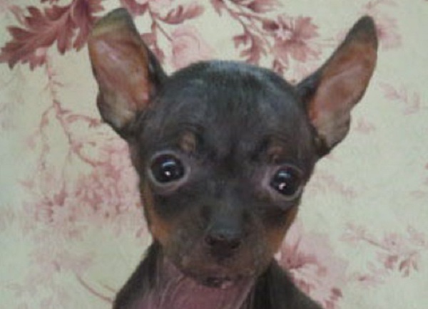 生後2カ月で400g小ぶりな男の子12.5万 犬の販売 3407