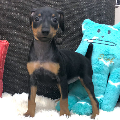 綺麗な顔つきの女の子のご紹介 犬の販売 3408