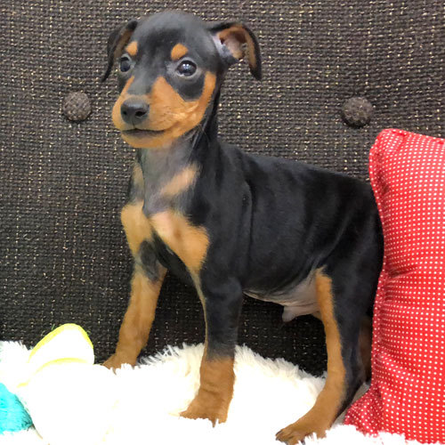 ミニピン王子のご紹介☆ 犬の販売 3412