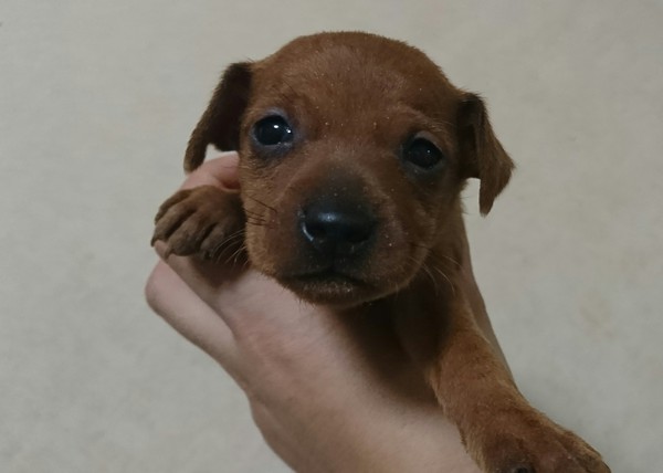 キリッ★ミニピン★ラヴリィ 犬の販売 3414