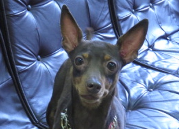 繁殖リタイヤ犬 5歳 チョコタンメス 犬の販売 3434