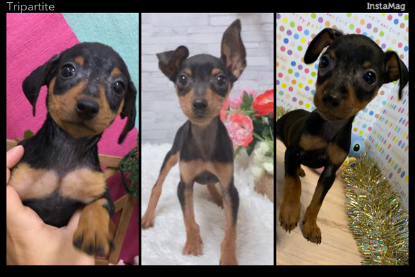 ミニチュアピンシャー 男の子☆ 犬の販売 3435