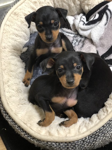 全頭完売いたしましたm(_ _)m 犬の販売 3436