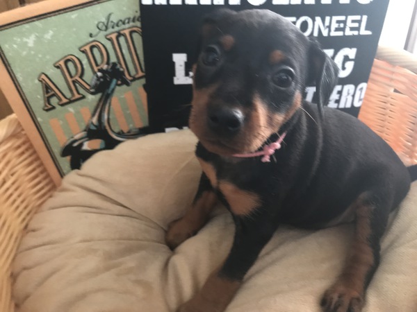 ミニピン 犬の販売 3442