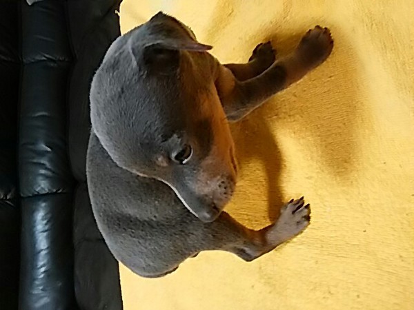 終了致しました! 犬の販売 3468