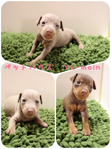 ご家族様が決まりました♪ 犬の販売 3469