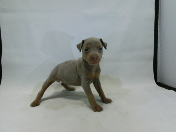 とっても可愛く元気で健康な赤ちゃんが生まれました! 犬の販売 3470