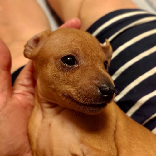【両親JKCチャンピオン!】最高血統の綺麗な子達 犬の販売 3473