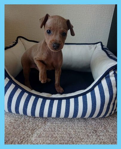 ★条件の揃ったチャーミングなイザベラ王子★ 犬の販売 3485
