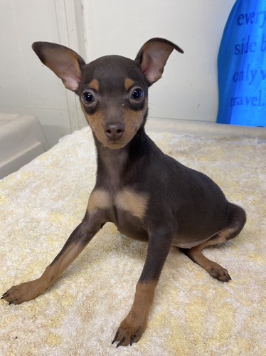 決まりました! 犬の販売 3486