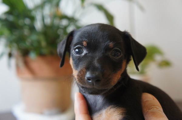 ブラックタンとレッドの可愛い兄妹!! 犬の販売 3488
