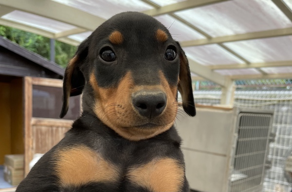 7/7生ジャーマン・ピンシャー♀ 犬の販売 3490