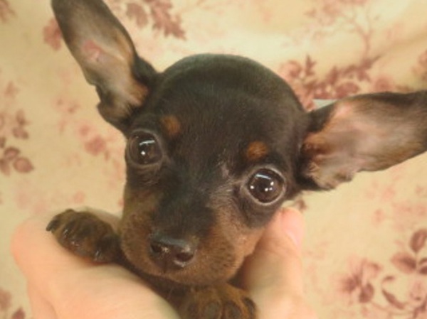 多く生まれているのでお買い得で販売しております 犬の販売 3500