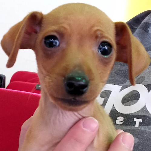 綺麗なレッドの男の子 犬の販売 3504