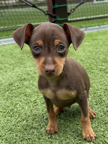 ショータイプの秘蔵っ子です 犬の販売 3514