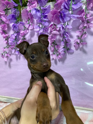 ミニピンベビー決まりました! 犬の販売 3515