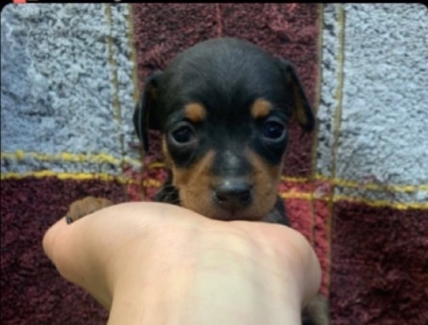 2022年生まれミニチュアピンシャー 犬の販売 3516