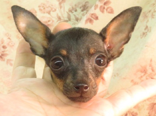 ピンシャー 犬の販売・譲渡 3540 体にハゲがあるので値引きしています