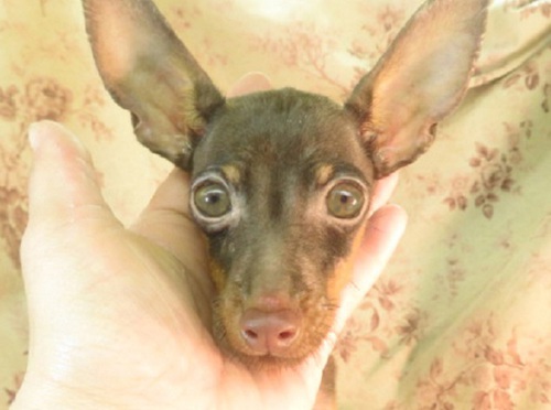ピンシャー 犬の販売・譲渡 3542 生後4か月で850g小振りな女の子