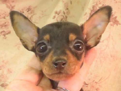 ピンシャー 犬の販売・譲渡 3557 小振りな女の子です