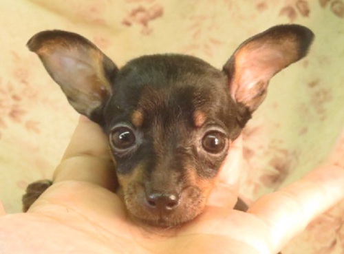 ピンシャー 犬の販売・譲渡 3559 母2.8k父1.8k良血統 理想的な男の子女の子