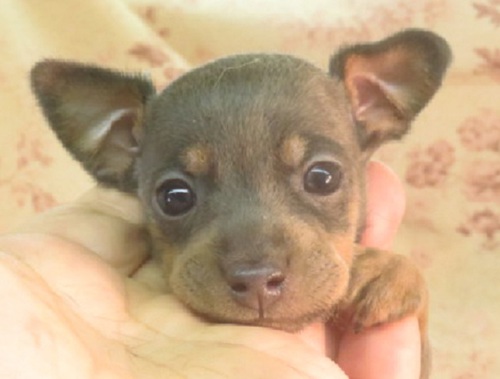 ピンシャー 犬の販売・譲渡 3562 ブルータンの女の子 小振りです