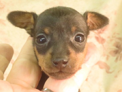 ピンシャー 犬の販売・譲渡 3563 母1.5k父1.8k良血統小ぶりです