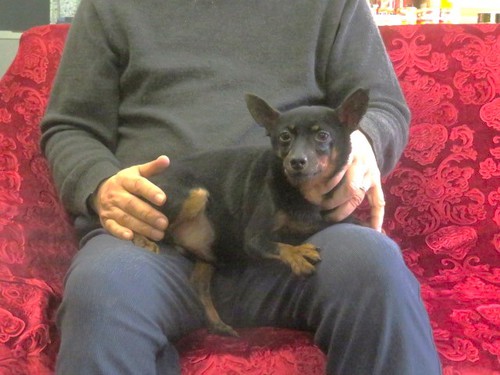 ピンシャー 犬の販売・譲渡 3565 ミニピン里親募集 7歳男の子