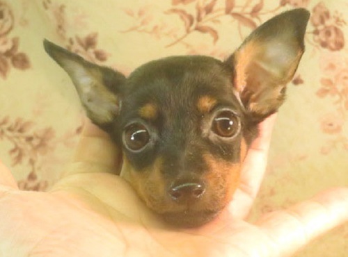 ピンシャー 犬の販売・譲渡 3569 母3.5k父1.6k良血統理想的な女の子243