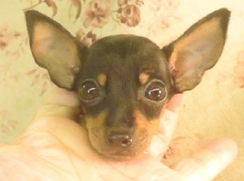 ピンシャー 犬の販売・譲渡 3570 母3.8k父1.6k良血統 理想的な男の子244