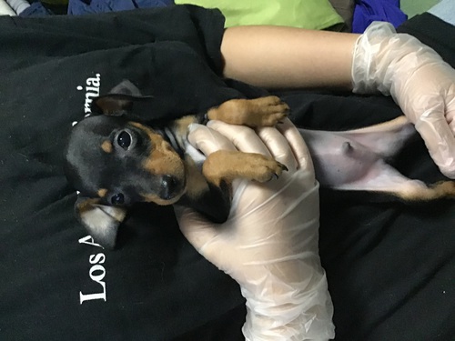 ピンシャー 犬の販売・譲渡 3571 小さくて元気いっぱいの男の子