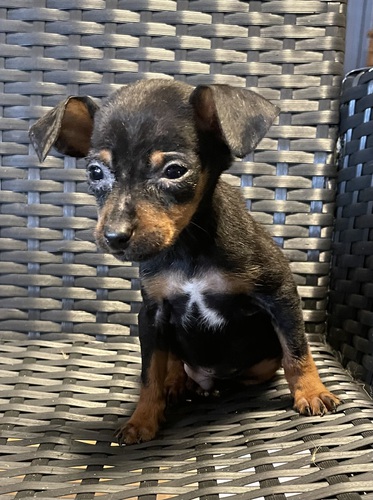 ピンシャー 犬の販売・譲渡 3573 小さいミニピン