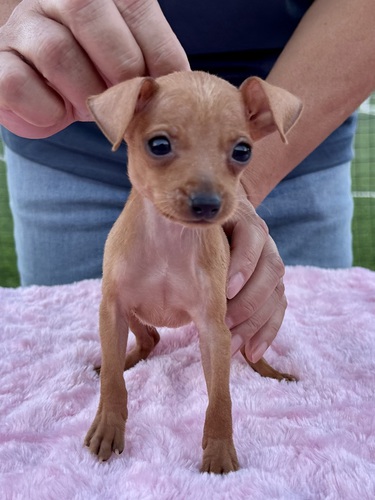 ピンシャー 犬の販売・譲渡 3578 2021年No1ミニピンの両親から産まれた子です