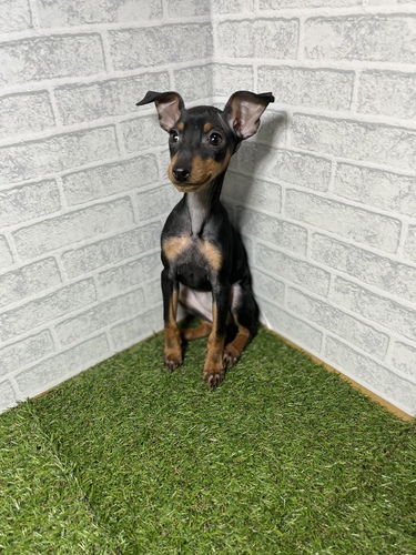 ピンシャー 犬の販売・譲渡 3580 ペットローン月々3300円から