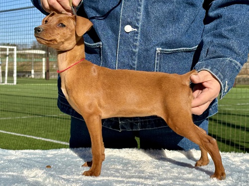 ピンシャー 犬の販売・譲渡 3586 良血統でショータイプの女の子です
