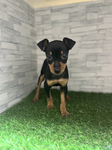 ピンシャー 犬の販売・譲渡 3587 激カワベイビー