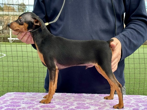 ピンシャー 犬の販売・譲渡 3589 ハイクオリティなショータイプの男の子