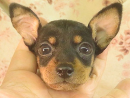 ピンシャー 犬の販売・譲渡 3590 祖父1.6k父1.4k良血統 理想的な男の子女の子