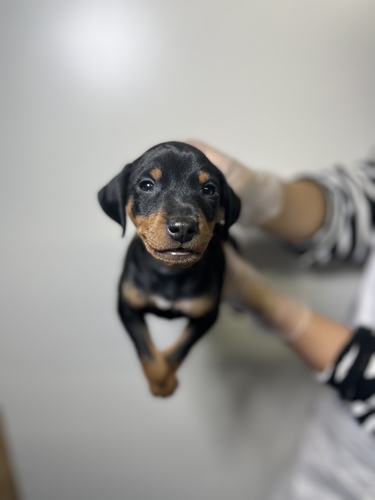 ピンシャー 犬の販売・譲渡 3593 超超イケメンミニピン