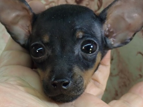 ピンシャー 犬の販売・譲渡 3598 小振りな女の子です