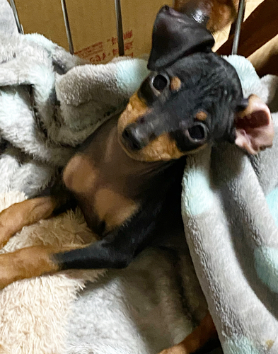 超絶かわい子ちゃんです 犬の販売 3602