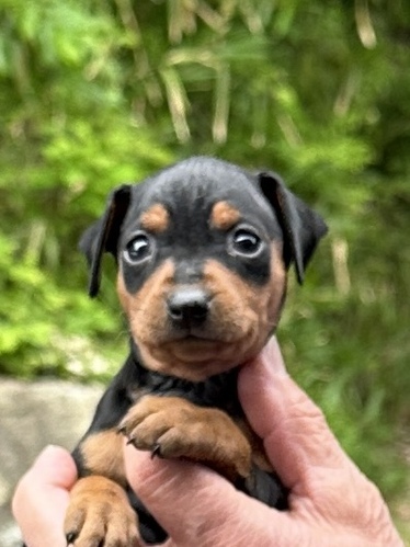 ピンシャー 犬の販売・譲渡 3606 綺麗なミニチュアピンシャー